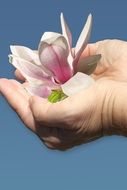 Magnolia flower on a hand