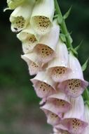 flowers of Foxgloves, medicinal plant