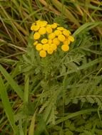 flower tansy in the grass