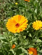 Photo of yellow antiseptic