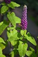 purple mint flower