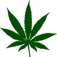 isolated marijuana leaf