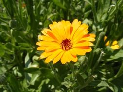 flower yellow marigold in the grass