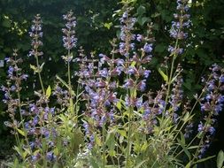 medicinal sage plant garden