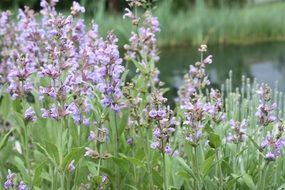 purple sage flower