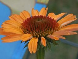 orange echinacea flower in nature