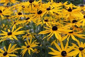 Photo of arnica flower field