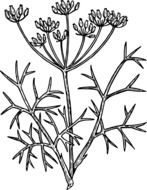 fennel herb rawing