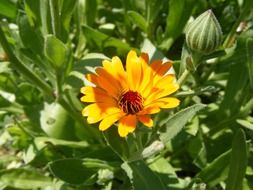 Calendula is antiseptic