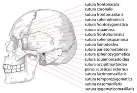 skull scheme drawing