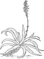 black and white drawing of aloe