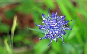 Phyteuma is a wild flower