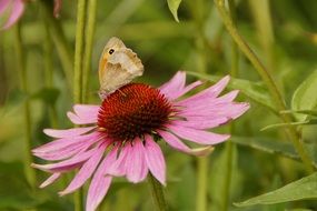 butterfly on the echinacea flower