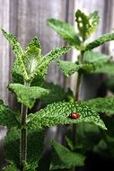 peppermint and ladybug