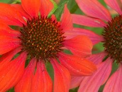 natural red coneflower