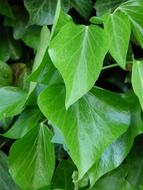 green ivy leaves closeup
