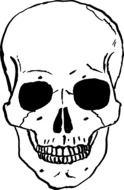 bones skeleton drawing