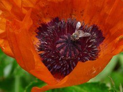 bee in the middle of the poppy