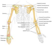 Anatomical picture with inscriptions