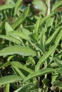 sage leaf