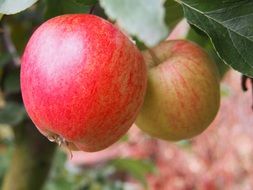 two edible apple