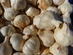 white garlic bulbs