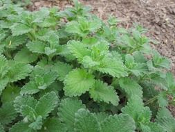 green leaves of bush mint