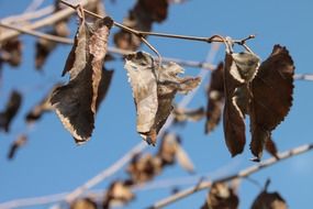 dry leaves of the mulberry tree