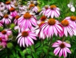 Pink echinacea flowers close-up on blurred background