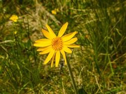 yellow arnica montana flower