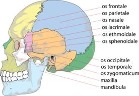 skull human anatomy drawing
