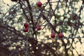 Autumnal rose hips on a branches