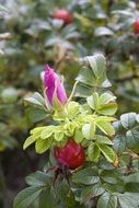 rosehip with green leaves in summer