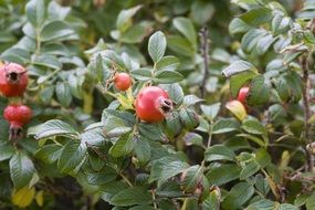 medicinal plant Rose hip