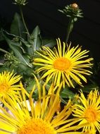 elecampane flowers