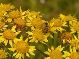 bee sitting on a flowers arnica