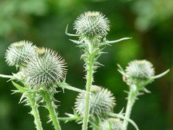 flowering Carduus acanthoides