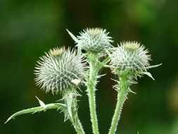 Spurs of green thistle