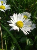 Macro photo of daisies