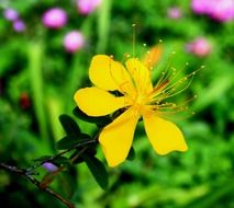 nice hypericum flower