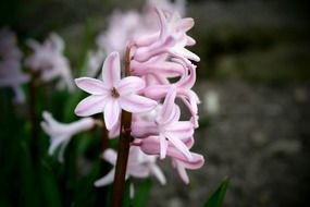 macro of spring flowers