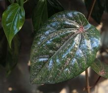 red betel leaf