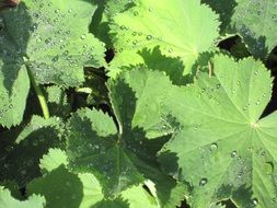 frauenmantel green leaf