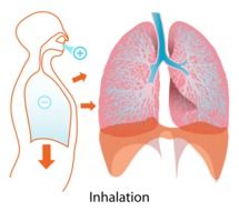 lungs diagram drawing