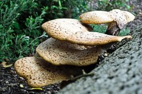 polypores on a bark