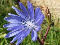 blue chicory flower