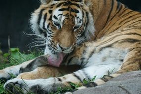 tiger washing grip