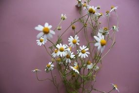 bouquet of white daisies near the wall