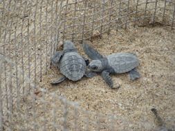 two little turtles in the aviary