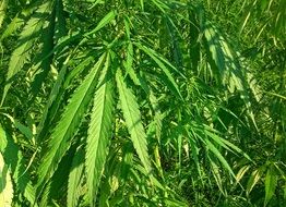 Photo of Green industrial hemp
